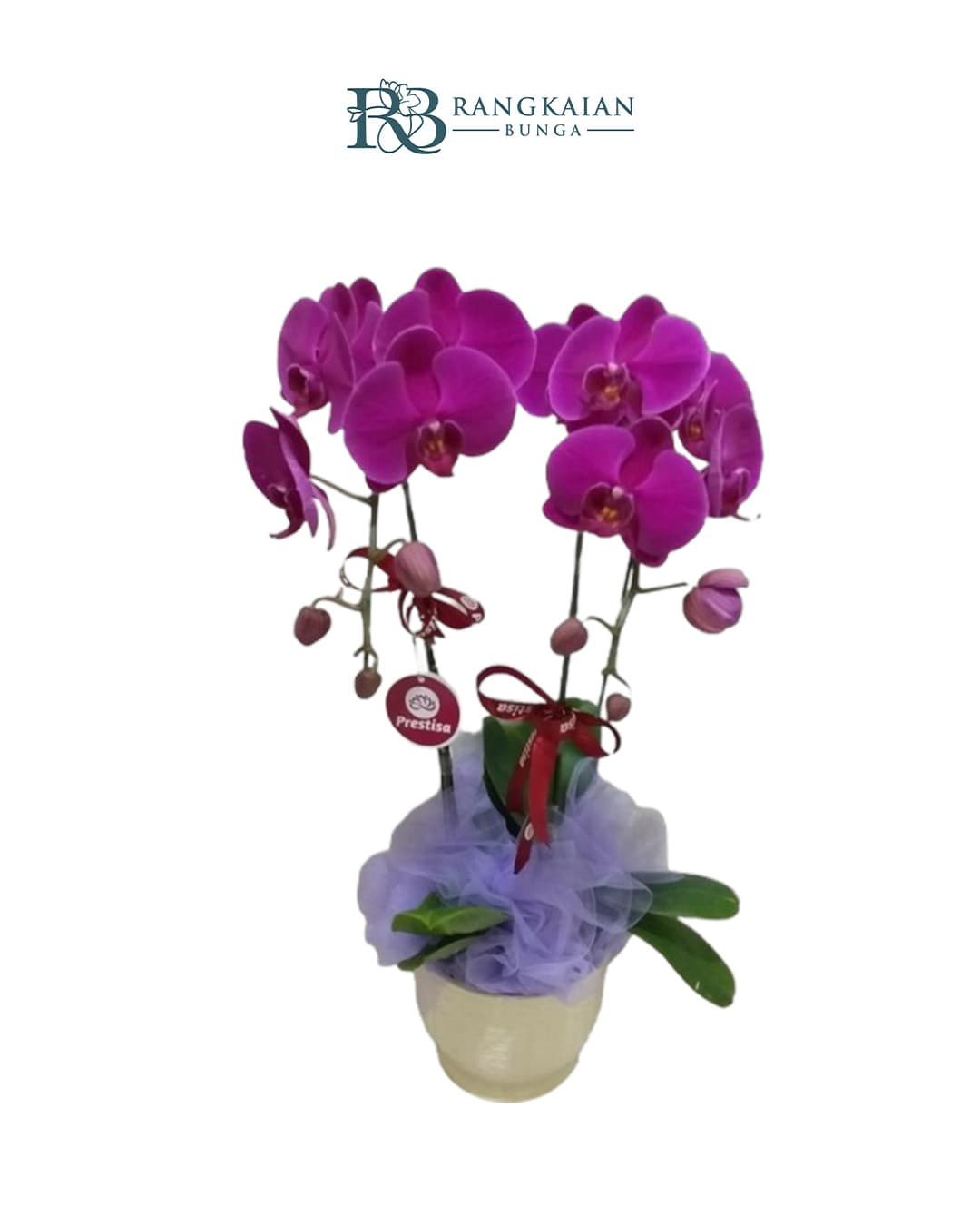 Bunga Anggrek Pot Premium Elegan 2