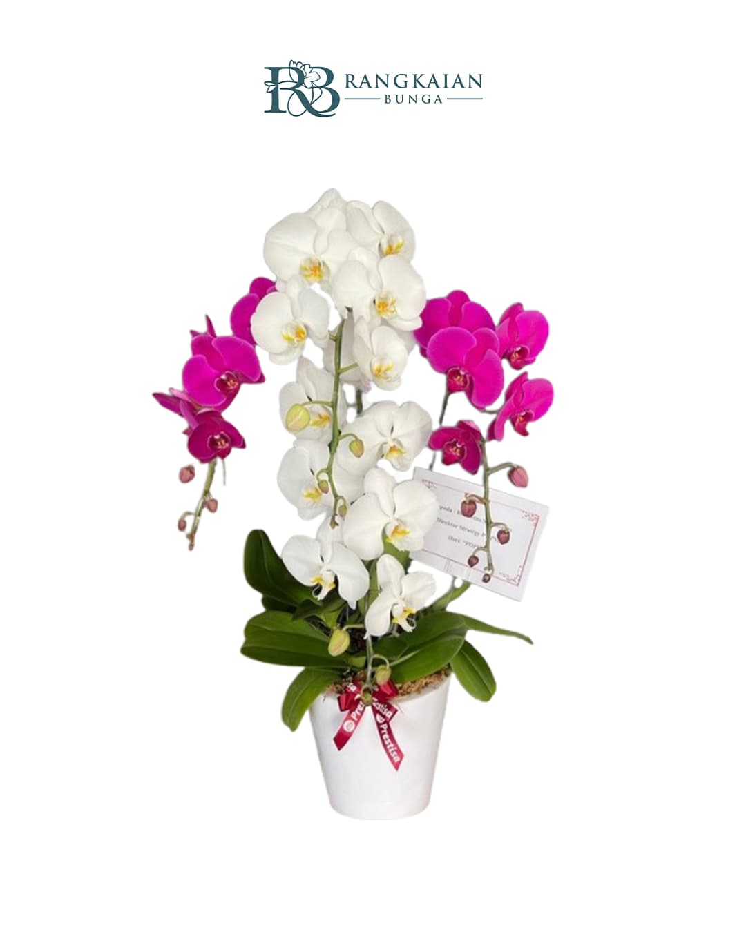 Bunga Anggrek Pot Premium Elegan 4