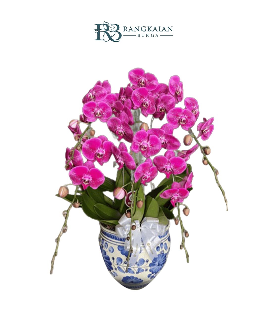 Bunga Anggrek Pot Premium Elegan 5