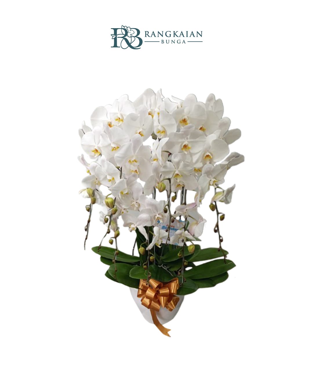 Bunga Anggrek Pot Premium Elegan 7