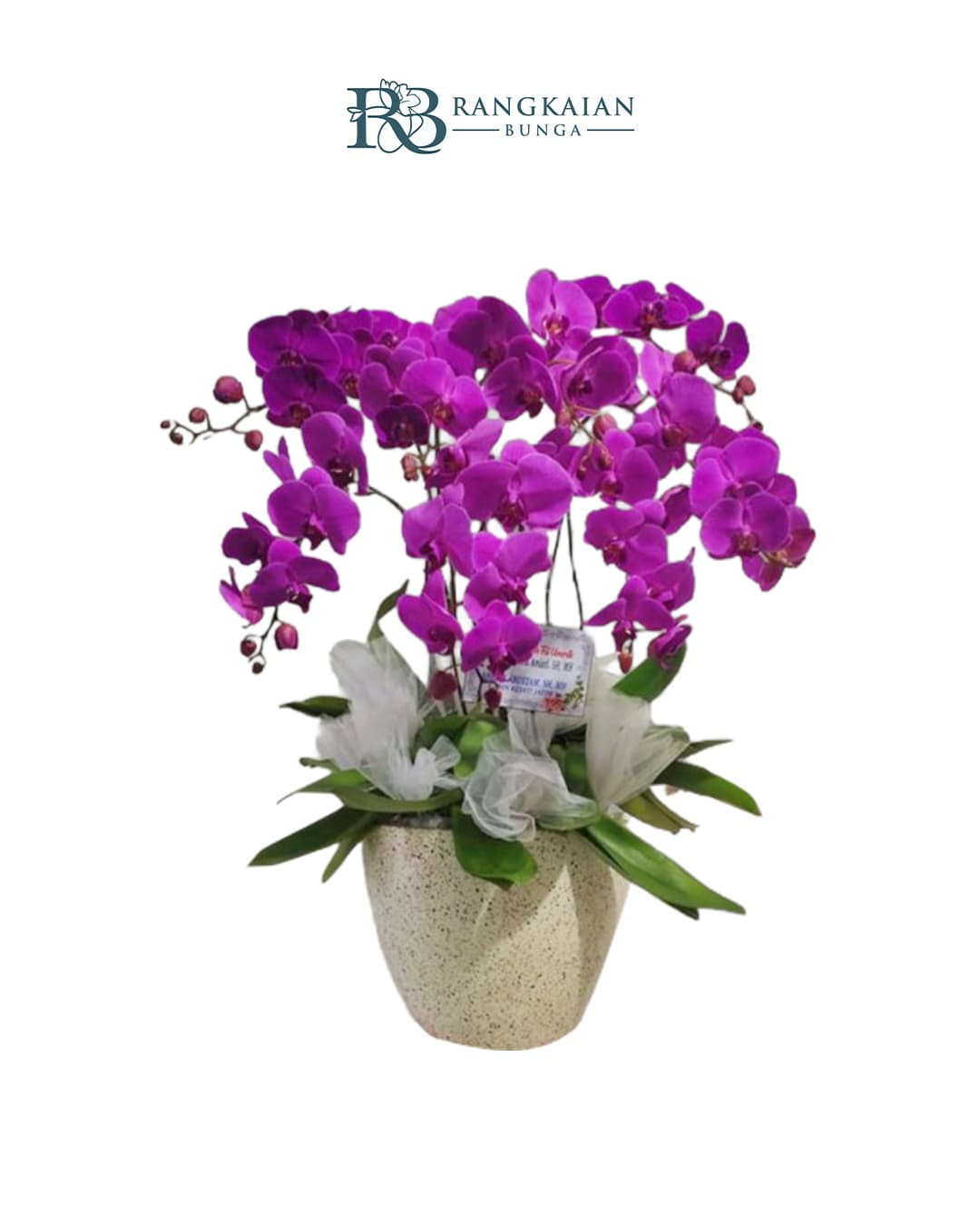 Bunga Anggrek Pot Premium Elegan 8